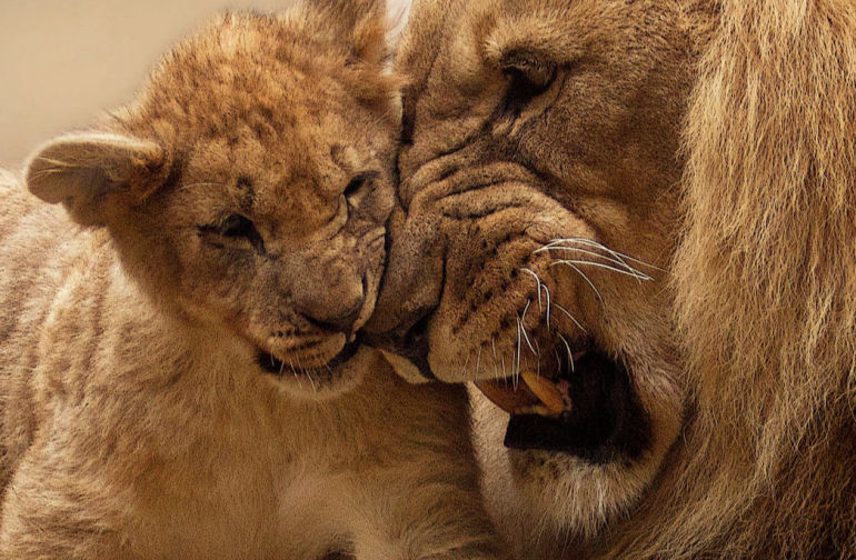 3 DAYS SAFARI - TARANGIRE, NGORONGORO & LAKE MANYARA