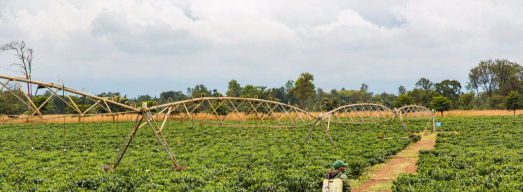 KILIMANJARO COFFEE TOUR