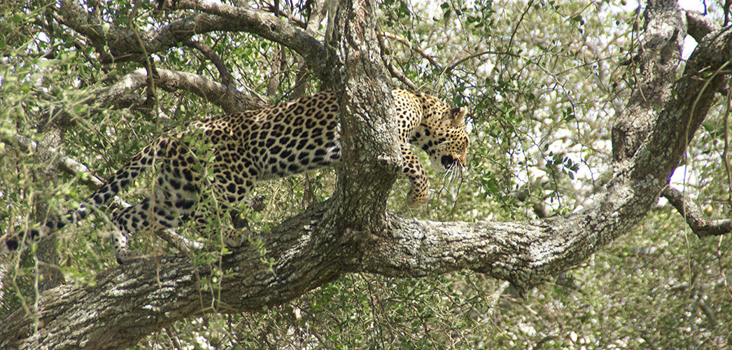 6 DAYS SAFARI - NGORONGORO, LAKE MANYARA, SERENGETI & TARANGIRE