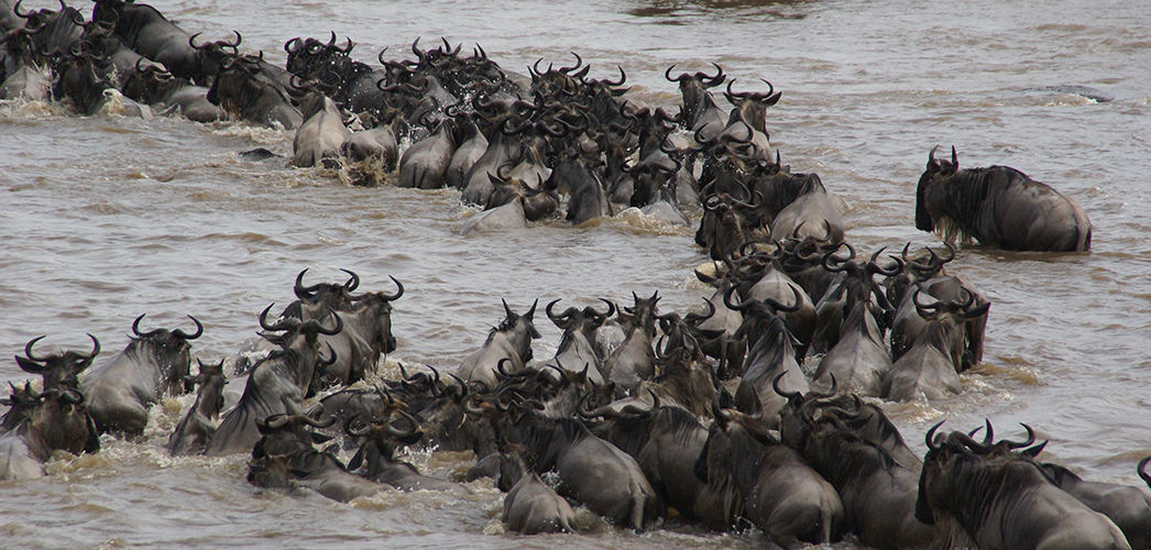 4 DAYS SAFARI - TARANGIRE, NGORONGORO & SERENGETI