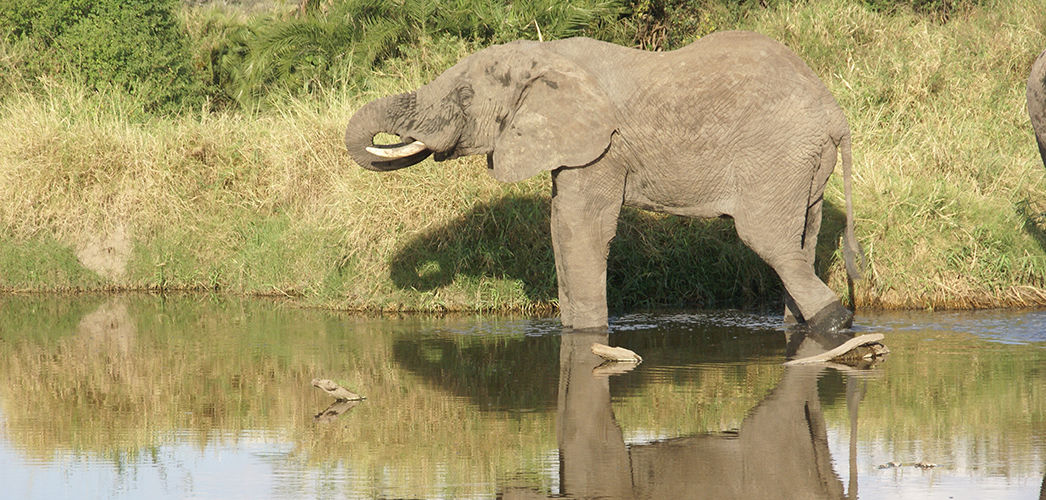 5 DAYS  SAFARI - TARANGIRE,SERENGETI AND NGORONGORO